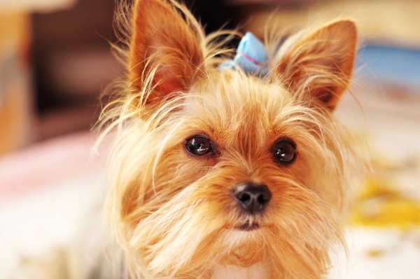 为什么很少人养约克夏