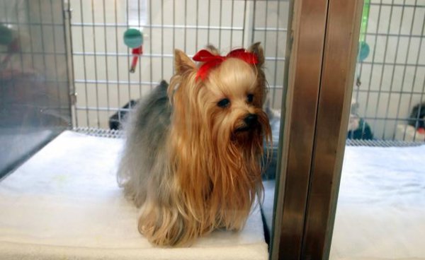 为什么很少人养约克夏