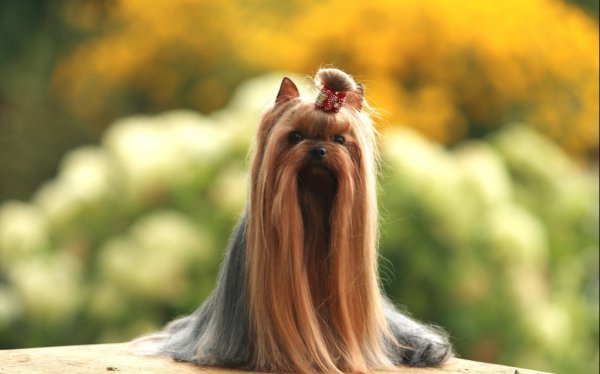 为什么很少人养约克夏