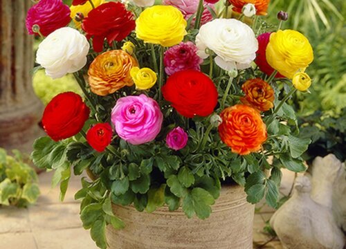 芹叶牡丹的养殖方法和注意事项