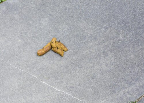 狗粪可以做肥料吗