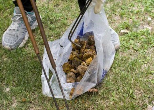 狗粪可以做肥料吗