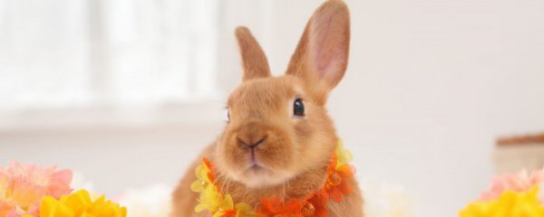 什么属相的人养兔