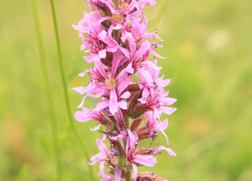 寓意孤独的植物