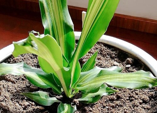 美人铁的风水作用与象征寓意