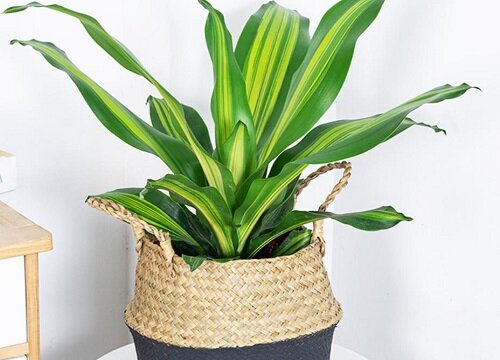 美人铁的风水作用与象征寓意