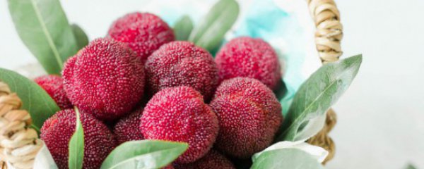 杨梅一天吃一斤一个人好吗