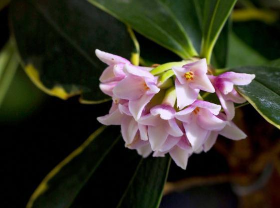 家里的花怎样简单施肥