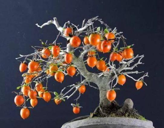 家里的花怎样简单施肥