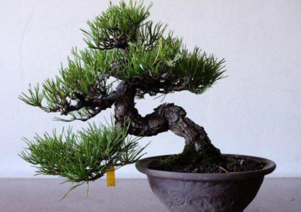 家里的花怎样简单施肥