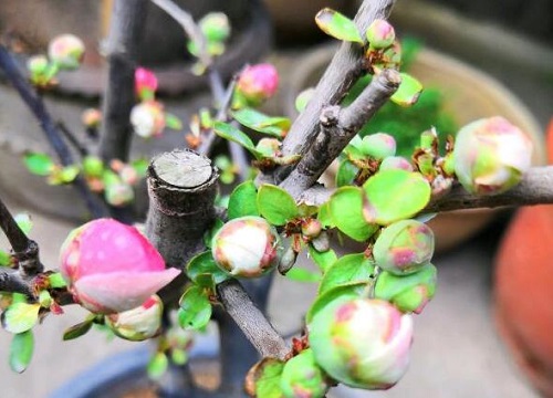 四季海棠花期是什么时候