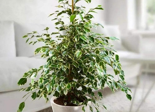 垂叶榕叶片发黄一碰就掉怎么回事