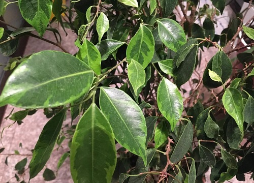 垂叶榕叶片发黄一碰就掉怎么回事