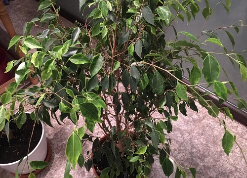 垂叶榕叶片发黄一碰就掉怎么回事