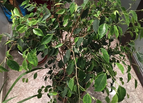 垂叶榕叶片发黄一碰就掉怎么回事