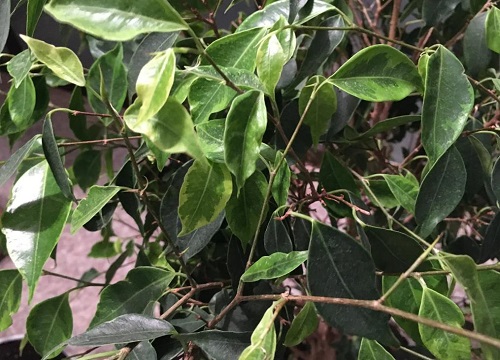 垂叶榕叶片发黄一碰就掉怎么回事