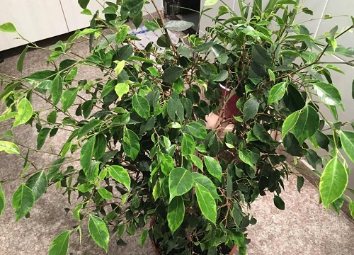 垂叶榕叶片发黄一碰就掉怎么回事