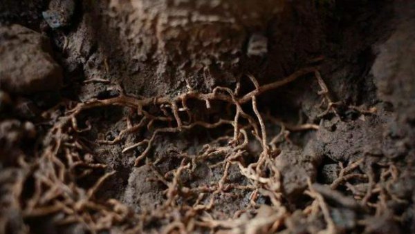 农业上为什么要使用化肥