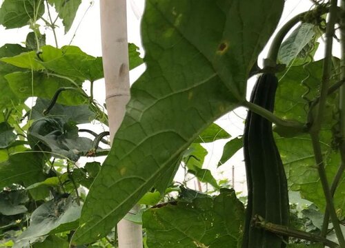 丝瓜几天浇一次水好