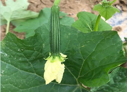 丝瓜几天浇一次水好