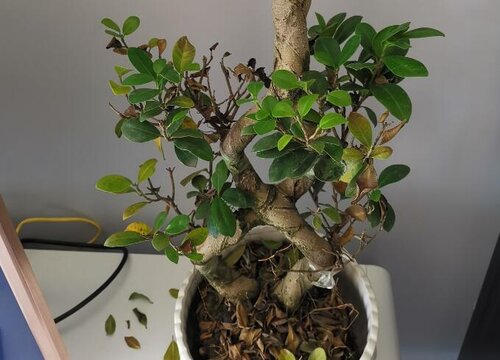 榕树几天浇一次水比较好