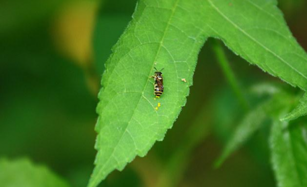 蜂蜜是蜜蜂的屎吗