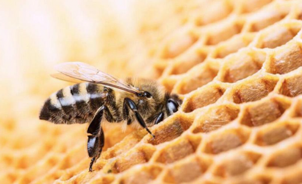 蜂蜜是蜜蜂的屎吗