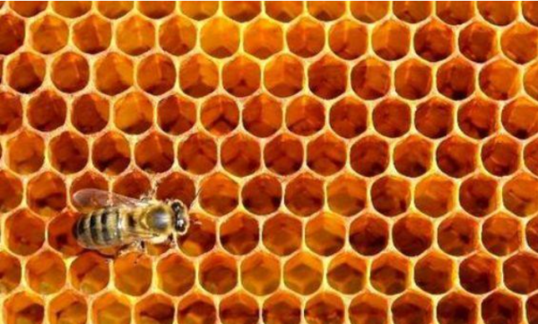 蜂蜜是蜜蜂的屎吗