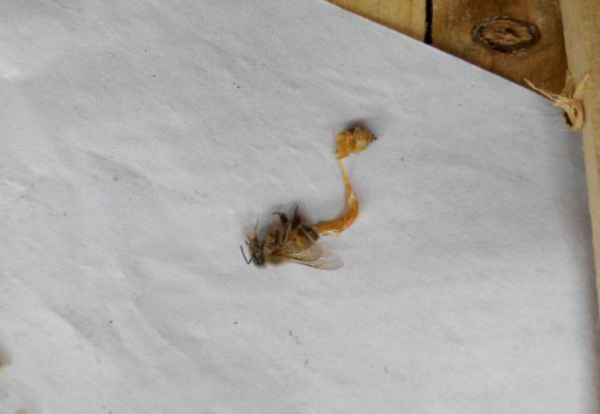 蜂蜜是蜜蜂的屎吗