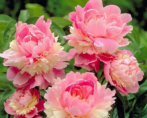 芍药扦插生根最快方法