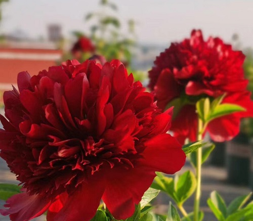 芍药扦插生根最快方法