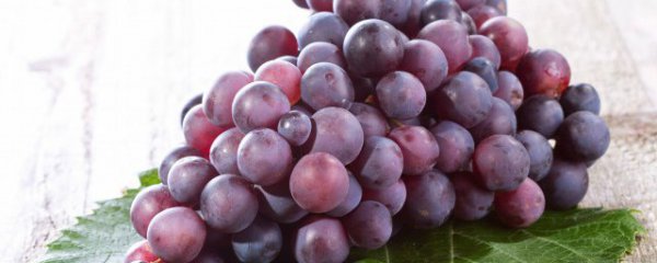 常见鲜食葡萄品种