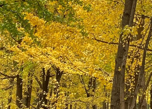 农村大门口栽什么树最好