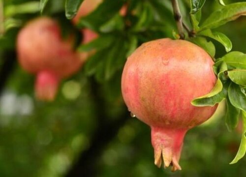 农村大门口栽什么树最好