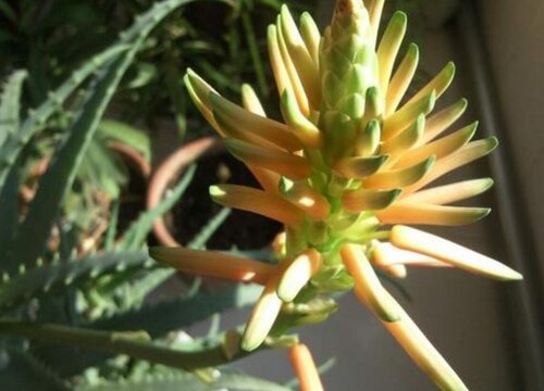 芦荟一年开几次花