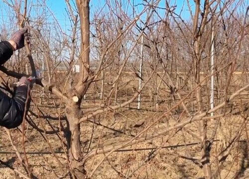 李子树修剪的最佳时间