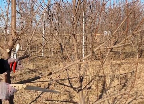 李子树修剪的最佳时间