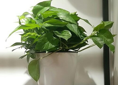 养绿萝用什么肥料最好