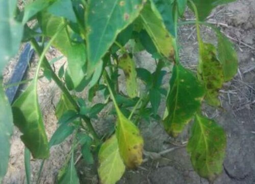 种植辣椒叶掉是什么问题