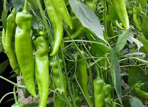 种植辣椒叶掉是什么问题