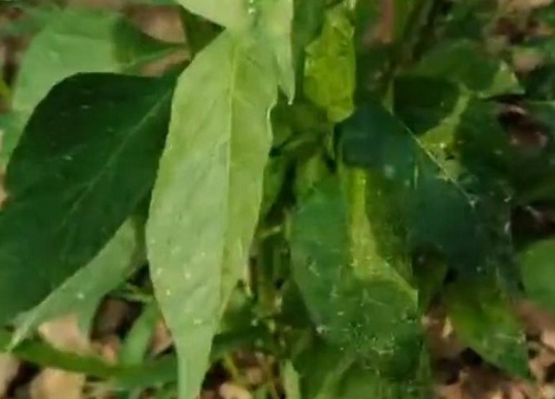 种植辣椒叶掉是什么问题