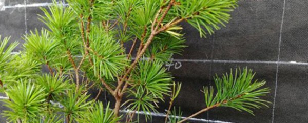 黄金松换盆方法和注意事项