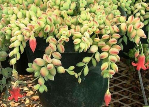 达摩福娘怎么修剪好看