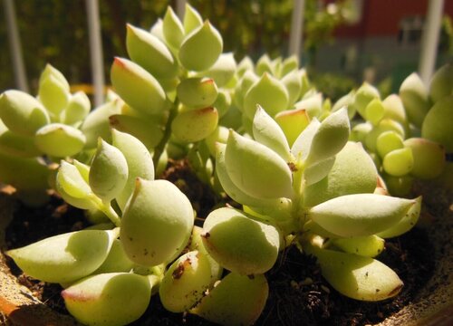 达摩福娘怎么修剪好看