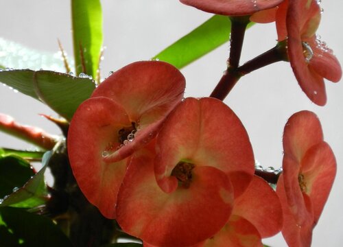 刺梅的养殖方法和注意事项有哪些