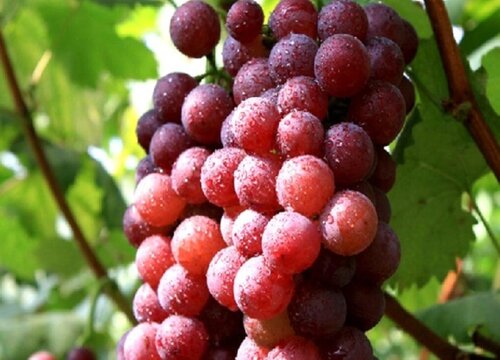 红提是热带水果吗