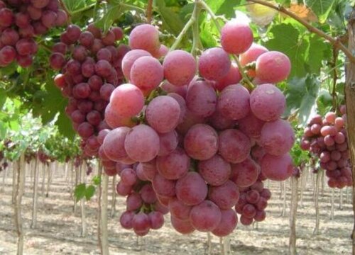 红提是热带水果吗