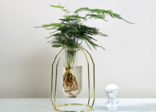 水培文竹好养吗