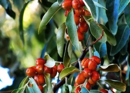 沙枣和沙棘一样吗