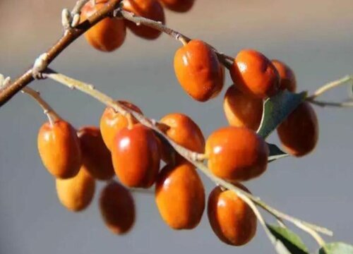 沙枣和沙棘一样吗